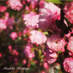 flowering almond